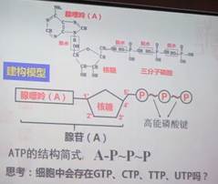 ATP：细胞的能量“通货”——基于建模教学促进学生对生物学重要概念的深度理解-生物科学（师范）教育